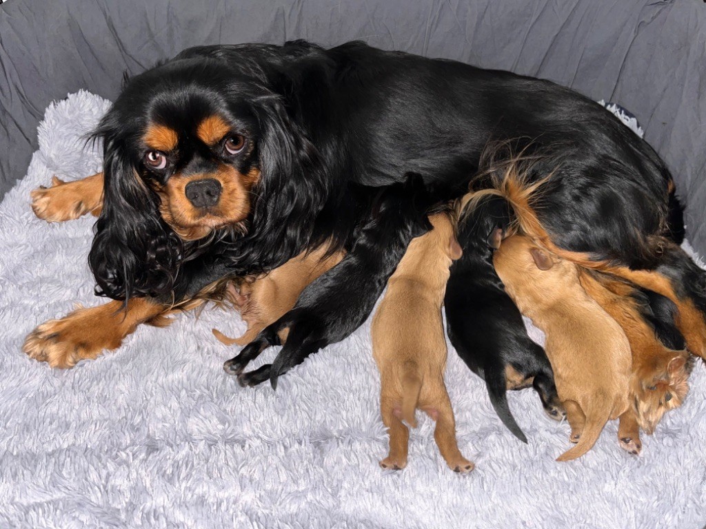 chiot Cavalier King Charles Spaniel of Beauties the Isle