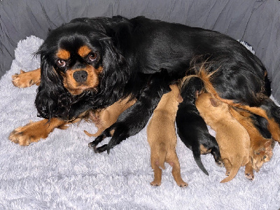 of Beauties the Isle - Cavalier King Charles Spaniel - Portée née le 22/12/2023