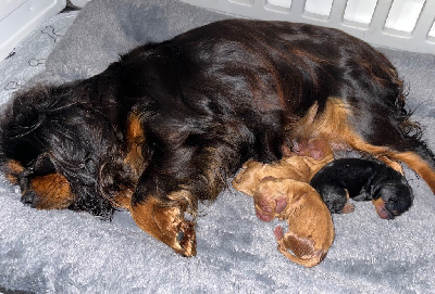 of Beauties the Isle - Cavalier King Charles Spaniel - Portée née le 21/12/2024