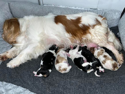 of Beauties the Isle - Cavalier King Charles Spaniel - Portée née le 11/08/2024