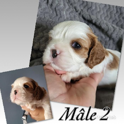 of Beauties the Isle - Cavalier King Charles Spaniel - Portée née le 08/10/2023