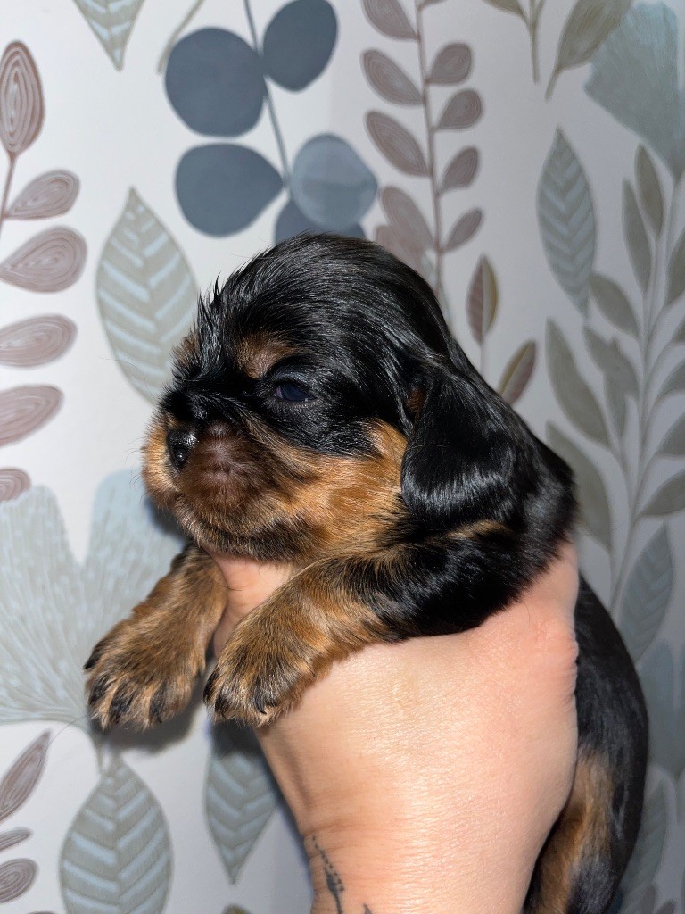 of Beauties the Isle - Chiot disponible  - Cavalier King Charles Spaniel