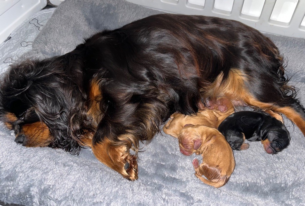 chiot Cavalier King Charles Spaniel of Beauties the Isle