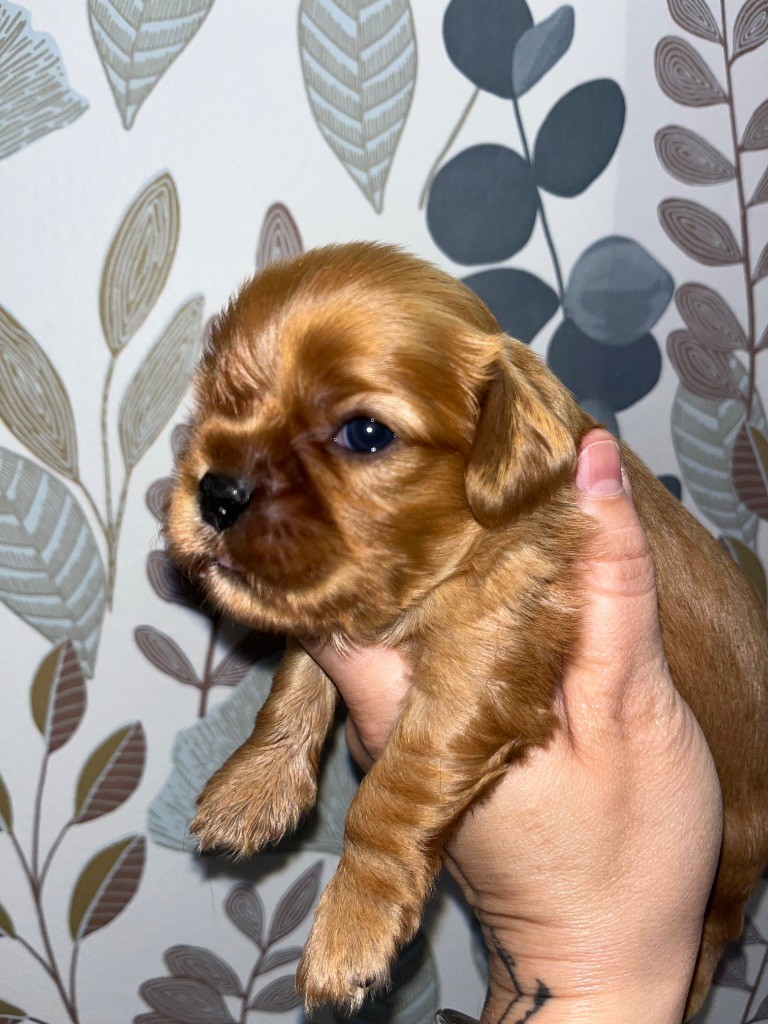 of Beauties the Isle - Chiot disponible  - Cavalier King Charles Spaniel