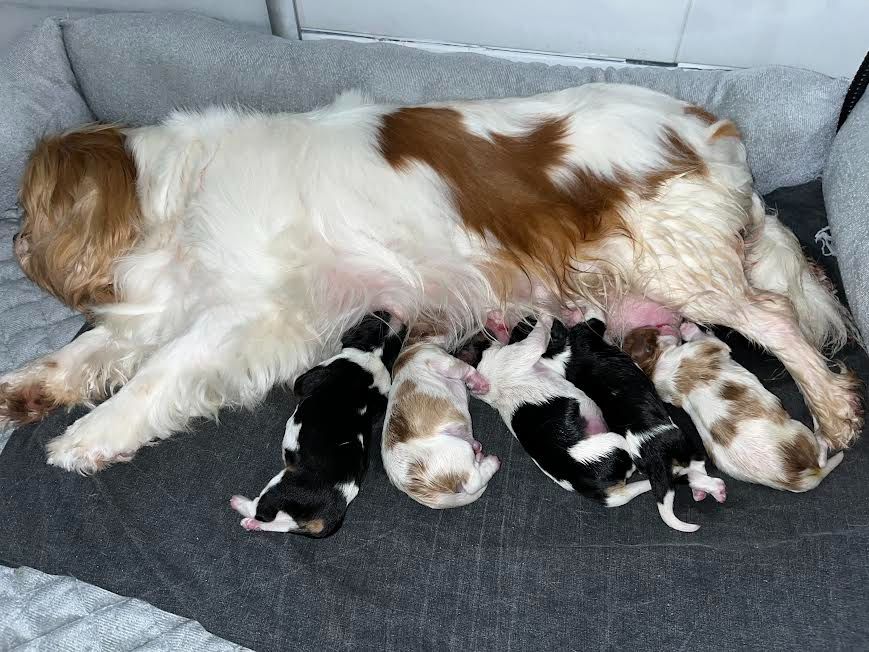 chiot Cavalier King Charles Spaniel of Beauties the Isle