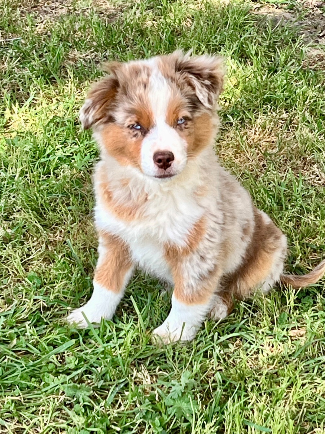 Belysia Of The Little Fairy Moon