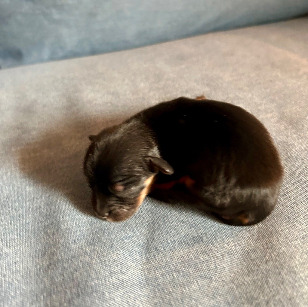 of Beauties the Isle - Chiots disponibles - Cavalier King Charles Spaniel
