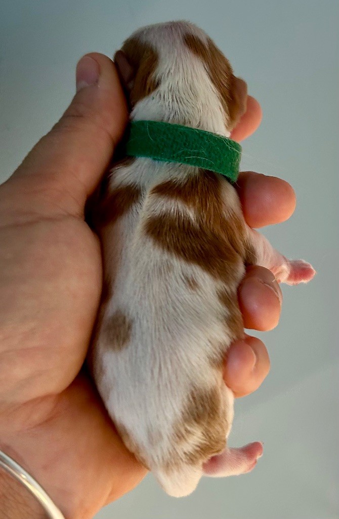 of Beauties the Isle - Chiots disponibles - Cavalier King Charles Spaniel