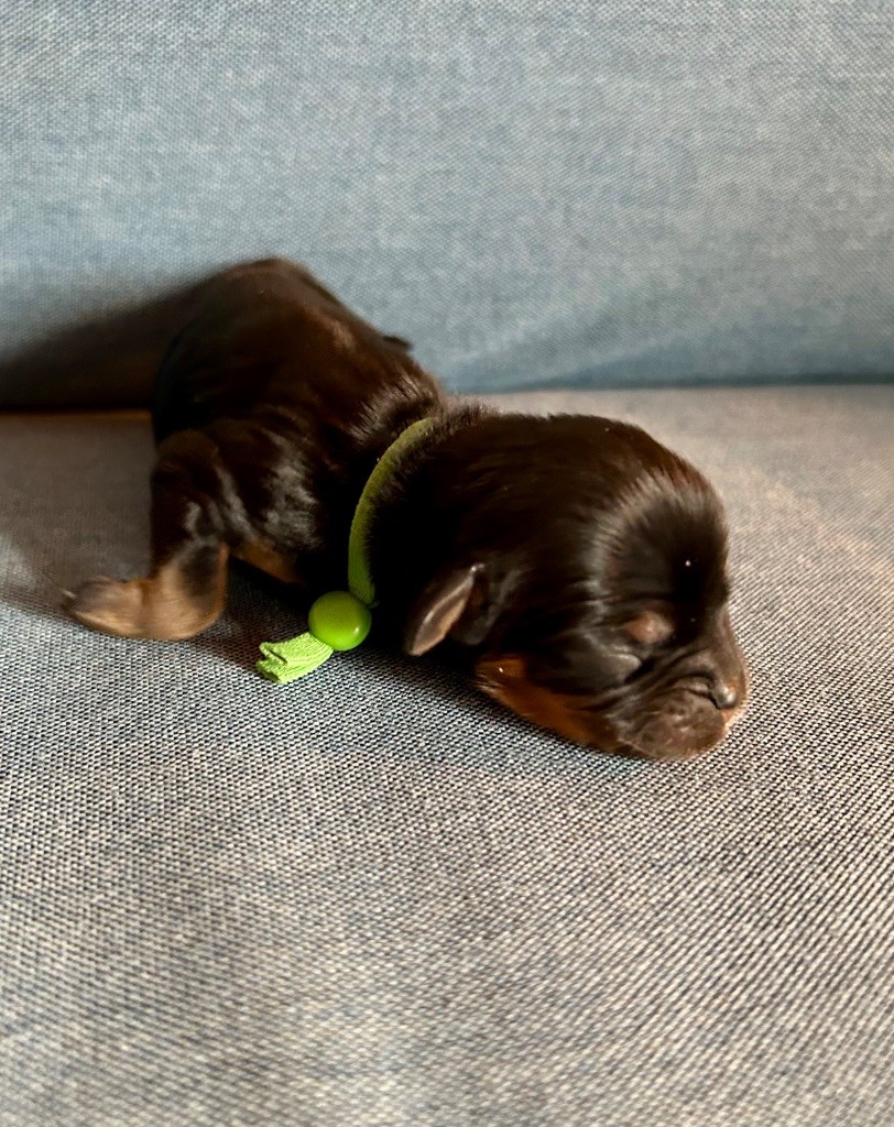 of Beauties the Isle - Chiots disponibles - Cavalier King Charles Spaniel