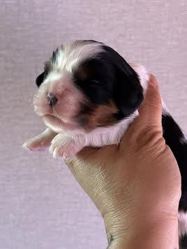 of Beauties the Isle - Chiots disponibles - Cavalier King Charles Spaniel