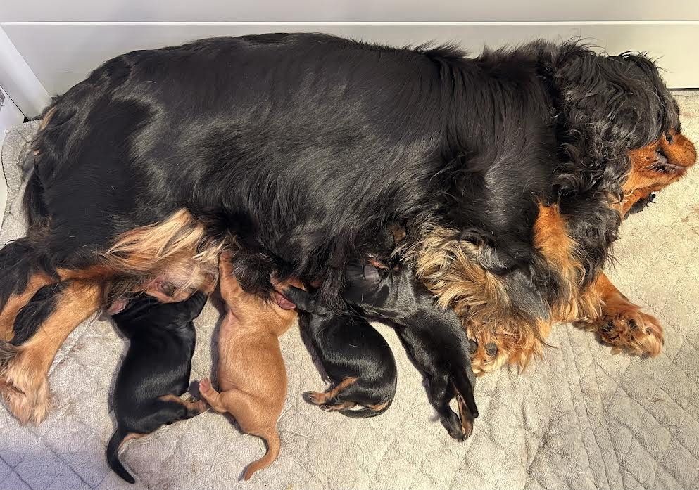 of Beauties the Isle - Cavalier King Charles Spaniel - Portée née le 07/10/2025