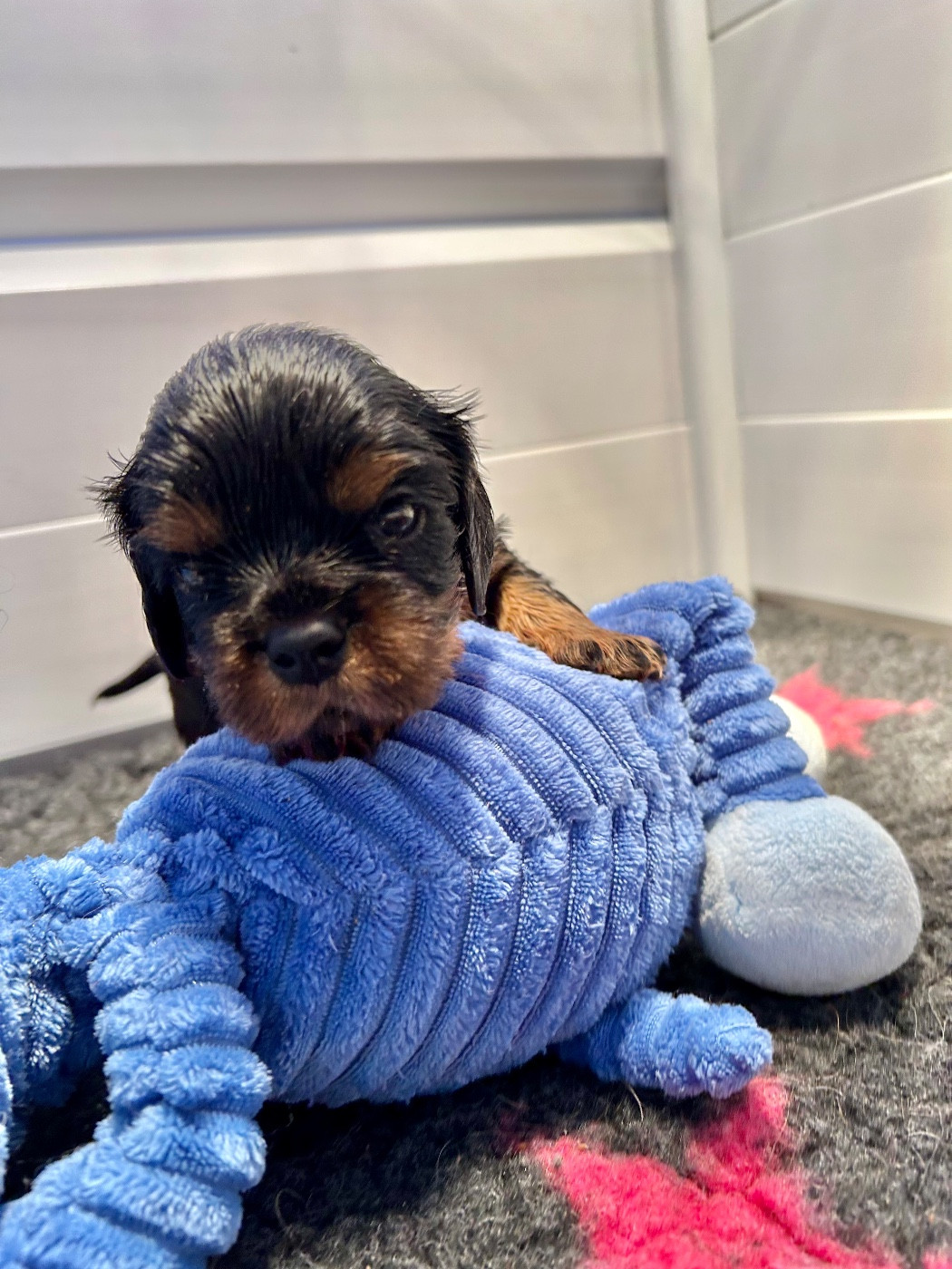 of Beauties the Isle - Chiots disponibles - Cavalier King Charles Spaniel