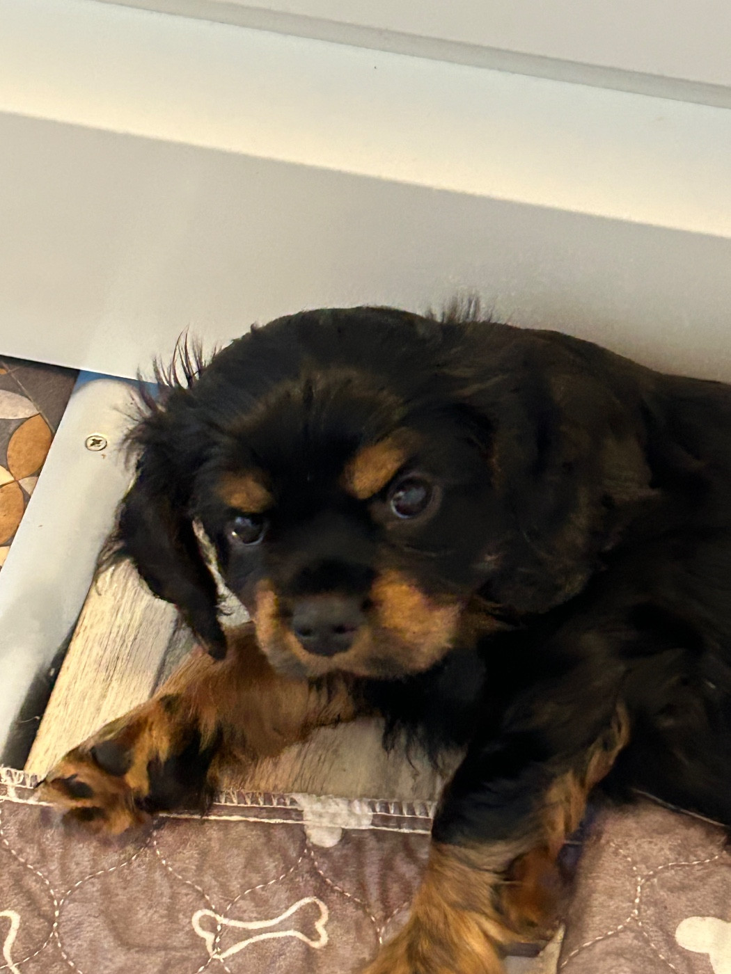 of Beauties the Isle - Chiots disponibles - Cavalier King Charles Spaniel