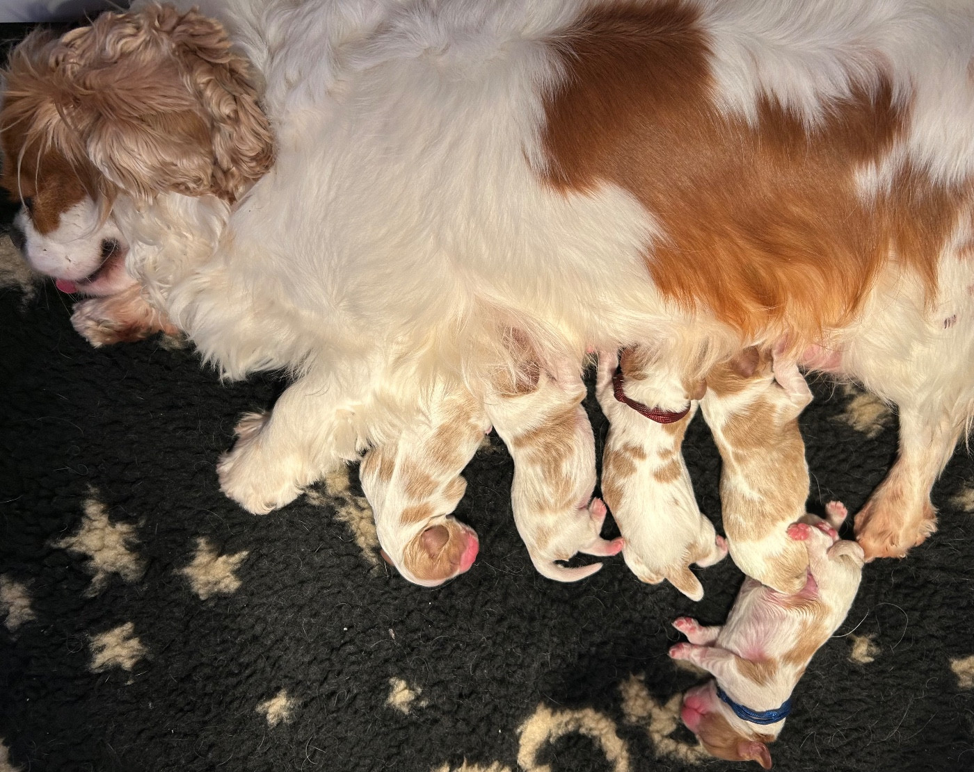 Chiot Cavalier King Charles Spaniel of Beauties the Isle