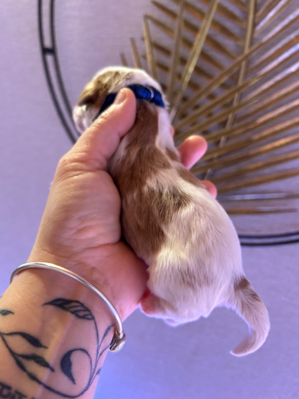 of Beauties the Isle - Chiots disponibles - Cavalier King Charles Spaniel