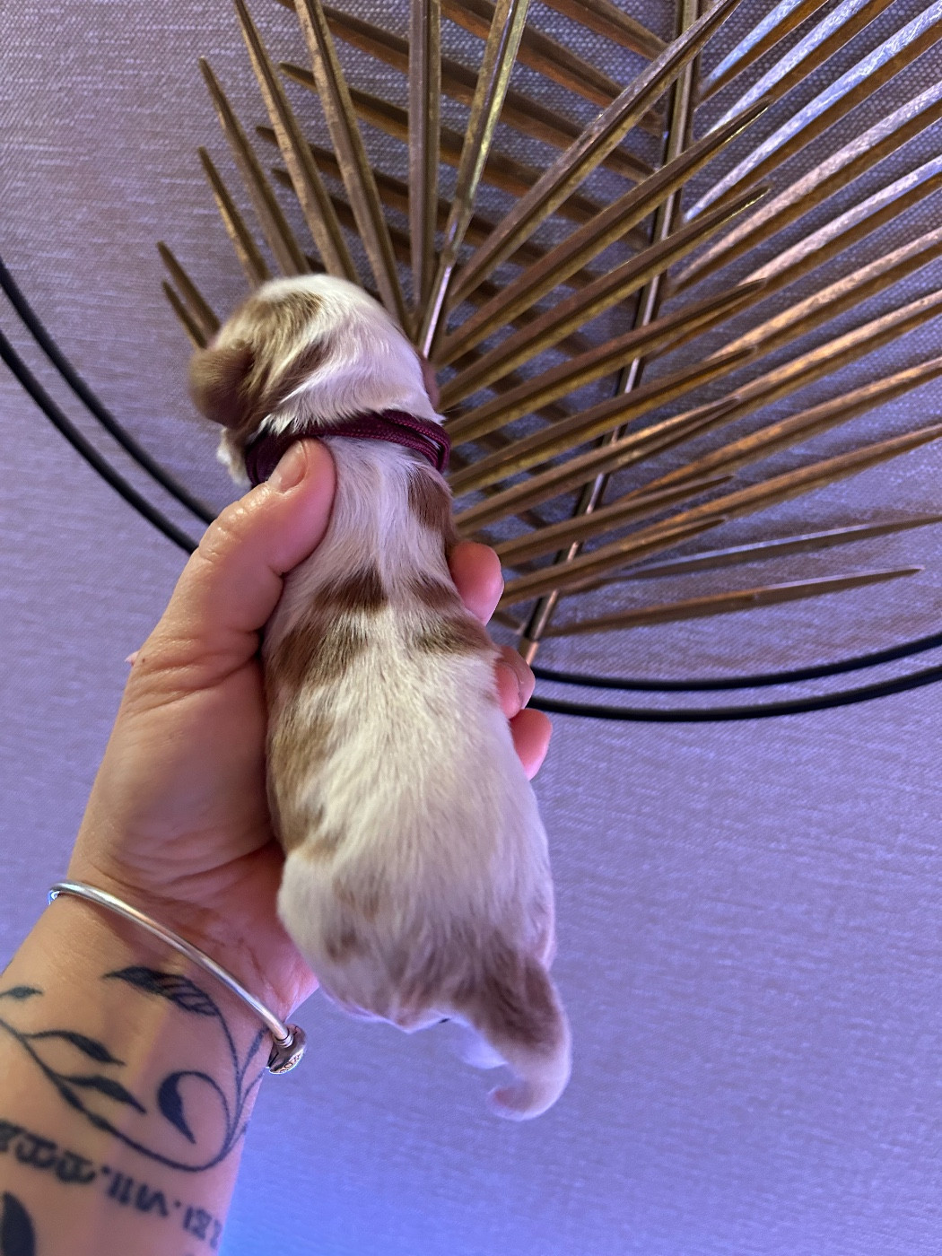 of Beauties the Isle - Chiots disponibles - Cavalier King Charles Spaniel