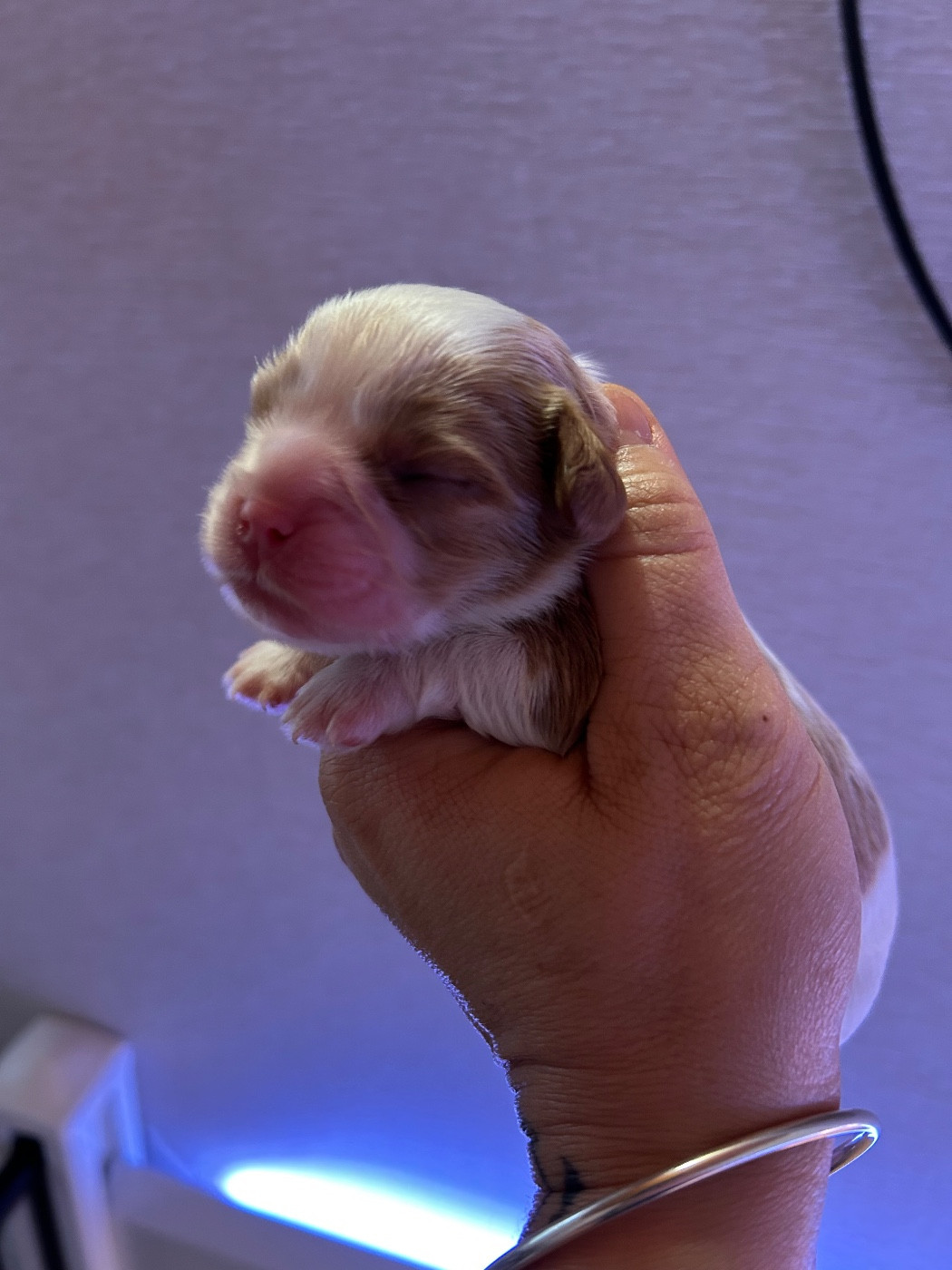 of Beauties the Isle - Chiots disponibles - Cavalier King Charles Spaniel