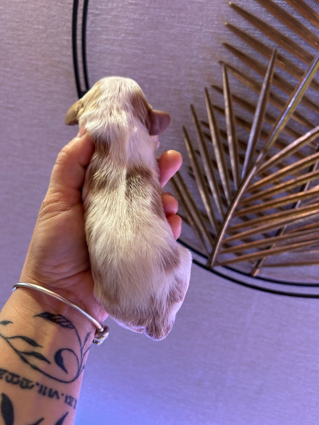 of Beauties the Isle - Chiots disponibles - Cavalier King Charles Spaniel