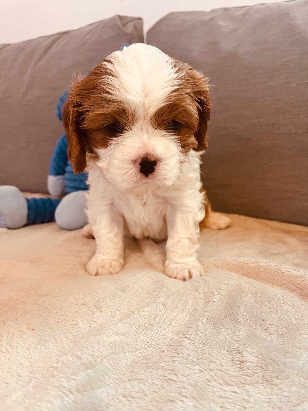 Chiot Cavalier King Charles Spaniel of Beauties the Isle