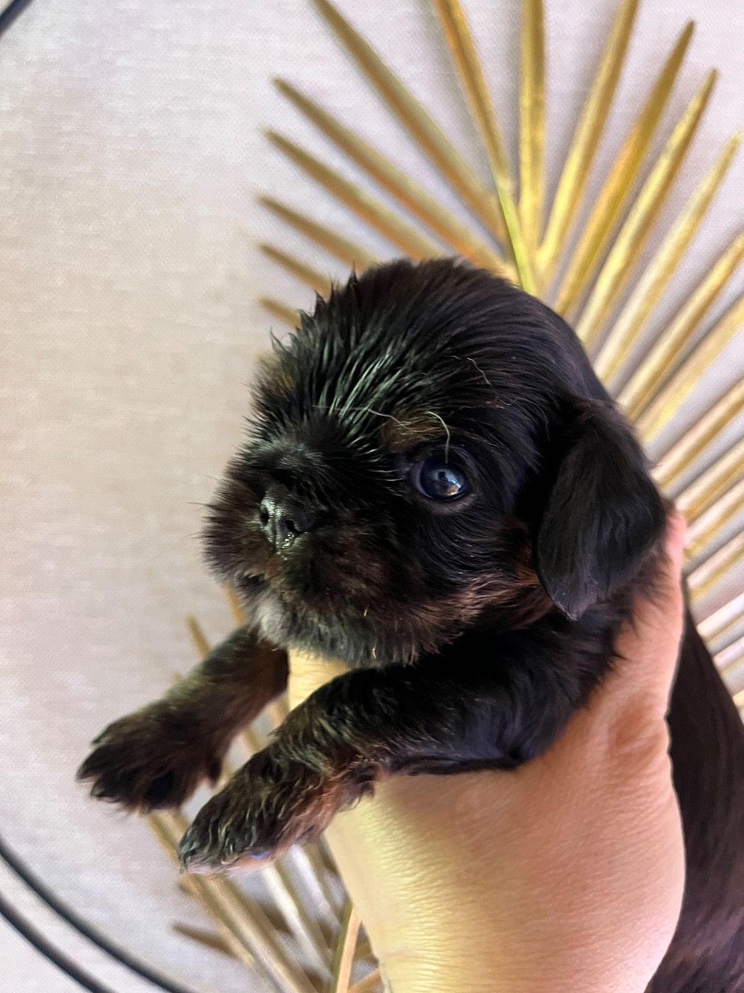 of Beauties the Isle - Chiots disponibles - Cavalier King Charles Spaniel