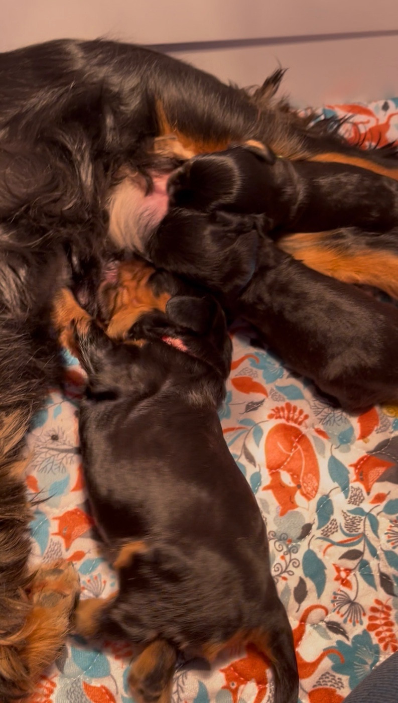 of Beauties the Isle - Cavalier King Charles Spaniel - Portée née le 17/02/2026