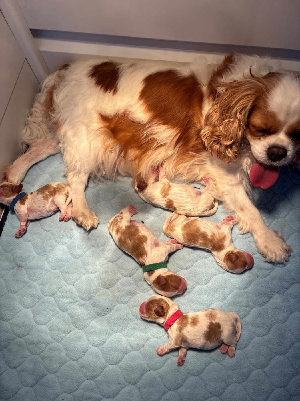 of Beauties the Isle - Cavalier King Charles Spaniel - Portée née le 21/08/2026