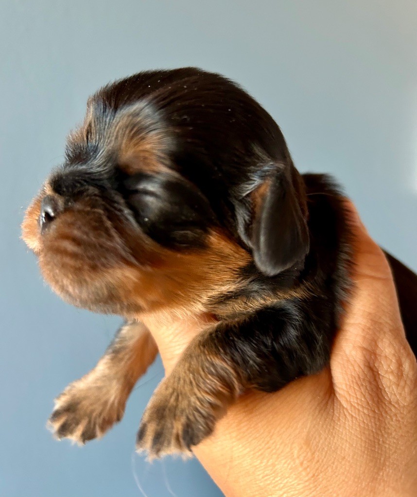 of Beauties the Isle - Chiots disponibles - Cavalier King Charles Spaniel