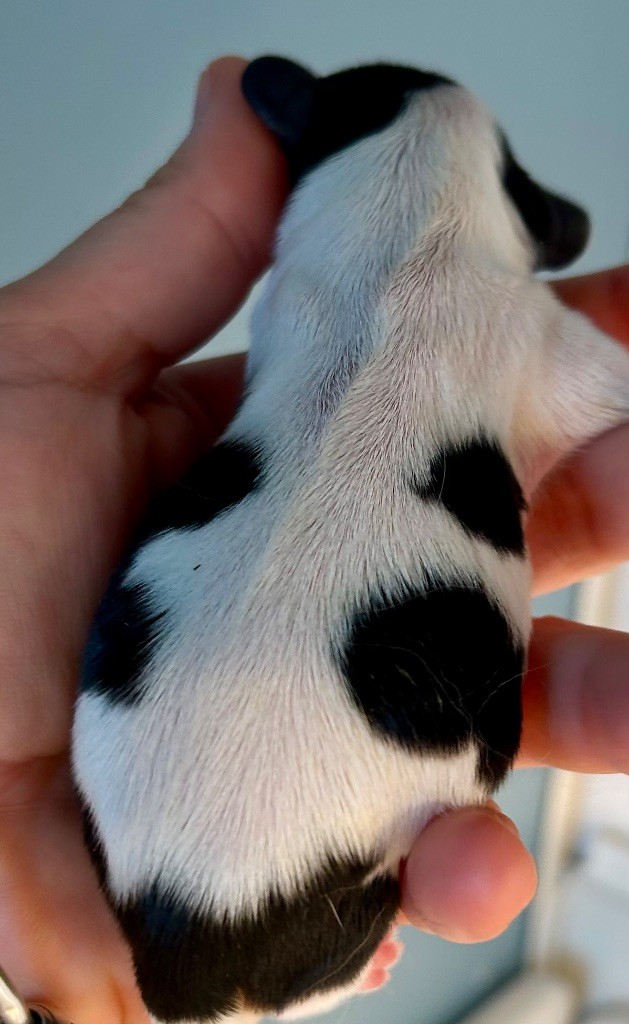 of Beauties the Isle - Chiots disponibles - Cavalier King Charles Spaniel