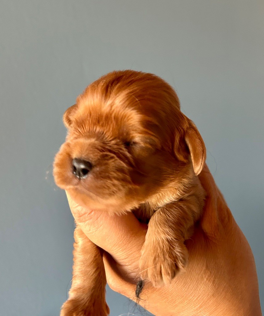 of Beauties the Isle - Chiots disponibles - Cavalier King Charles Spaniel