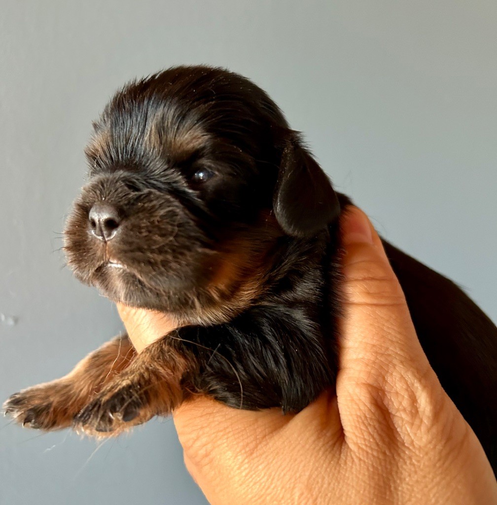 of Beauties the Isle - Chiots disponibles - Cavalier King Charles Spaniel