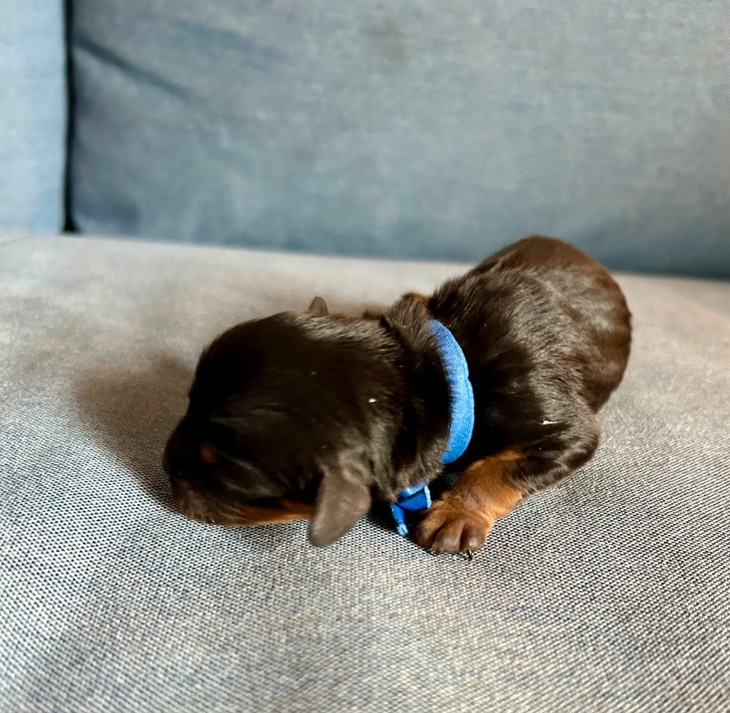 of Beauties the Isle - Chiots disponibles - Cavalier King Charles Spaniel