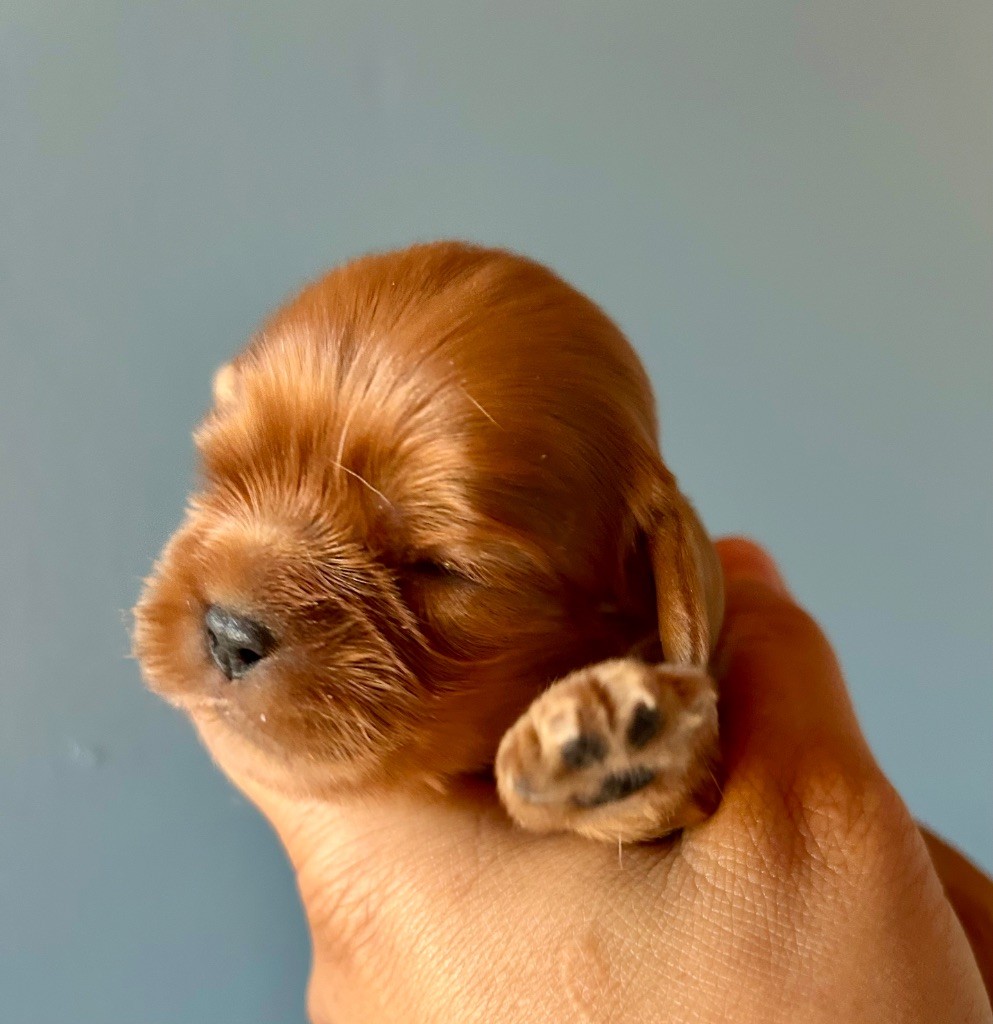 of Beauties the Isle - Chiots disponibles - Cavalier King Charles Spaniel