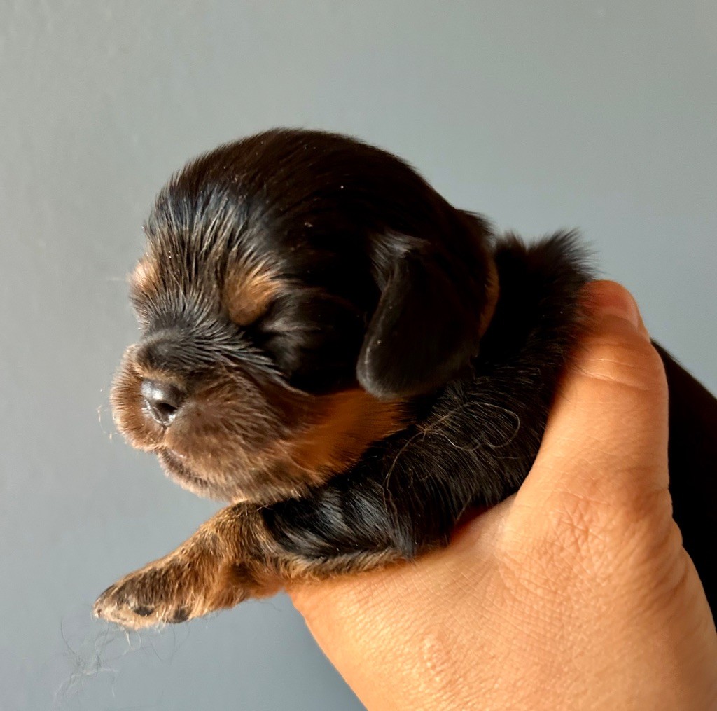 of Beauties the Isle - Chiots disponibles - Cavalier King Charles Spaniel