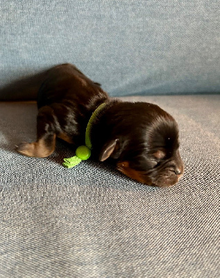 CHIOT vert