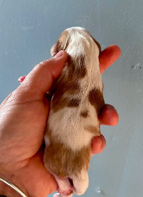CHIOT 5