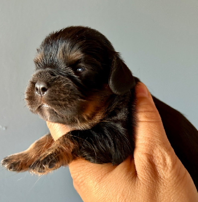 CHIOT sans collier