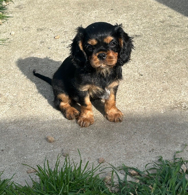 Athena