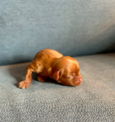 CHIOT 3