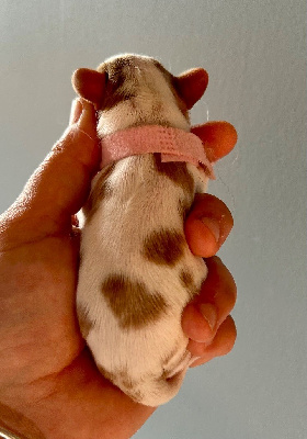 CHIOT rose