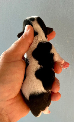 CHIOT 4