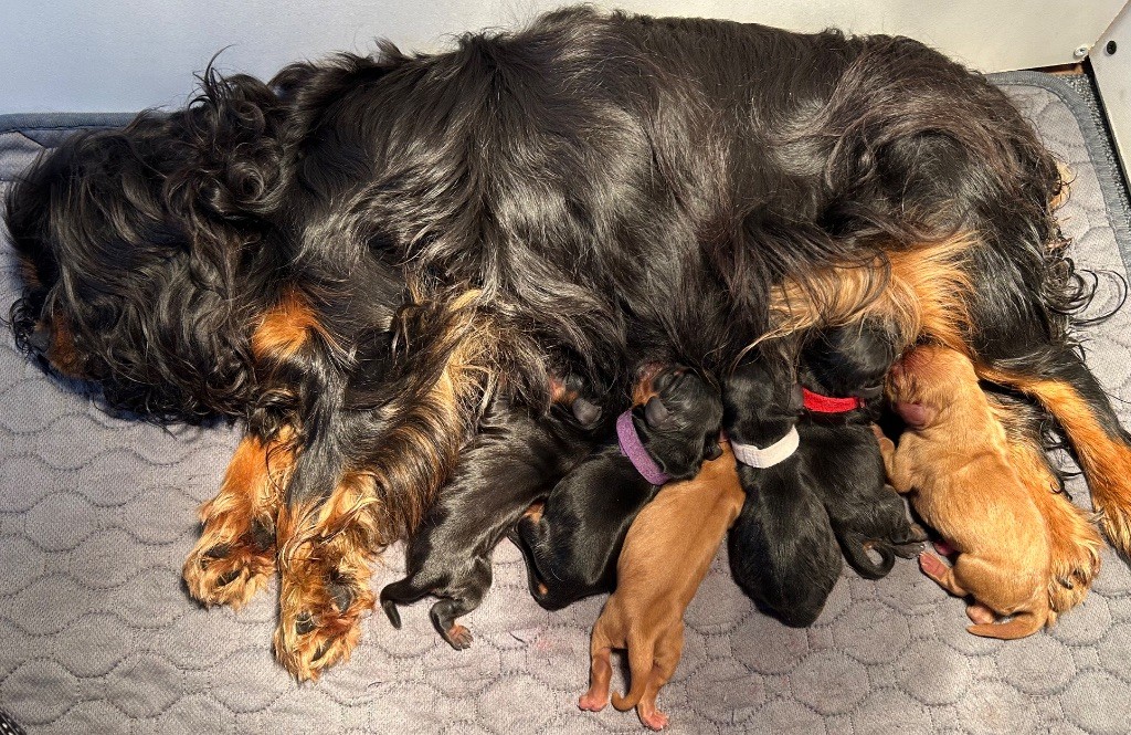 Chiot Cavalier King Charles Spaniel of Beauties the Isle