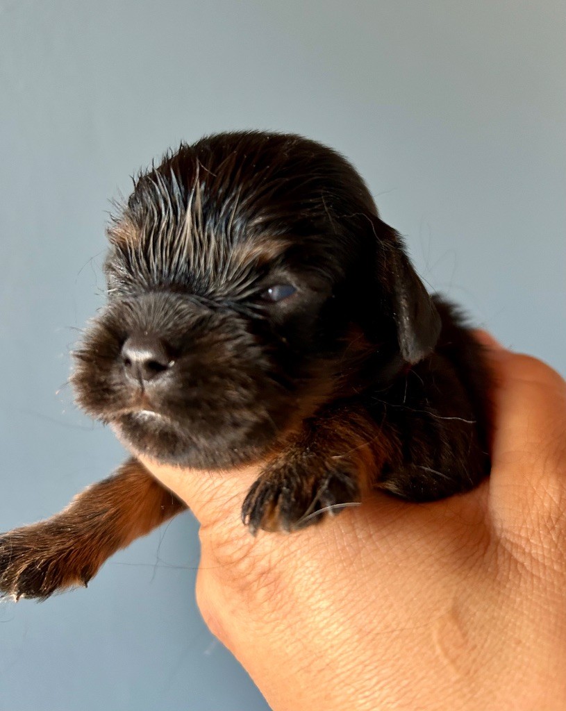 of Beauties the Isle - Chiots disponibles - Cavalier King Charles Spaniel