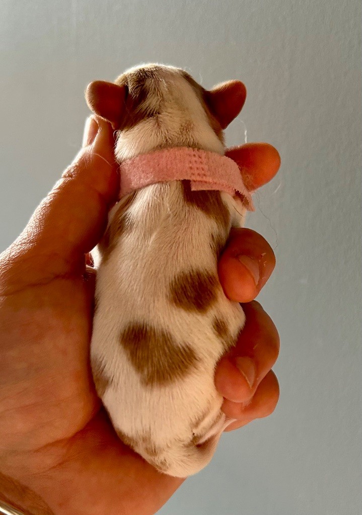 of Beauties the Isle - Chiots disponibles - Cavalier King Charles Spaniel