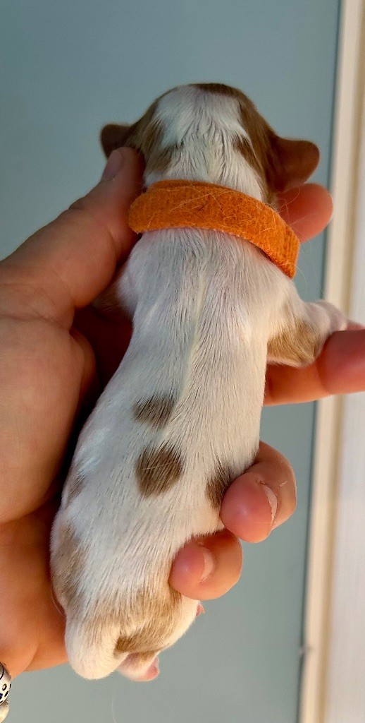 of Beauties the Isle - Chiots disponibles - Cavalier King Charles Spaniel