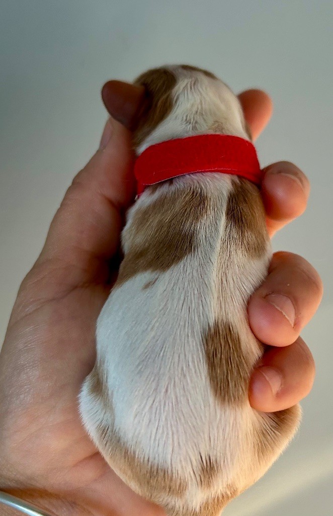 of Beauties the Isle - Chiots disponibles - Cavalier King Charles Spaniel