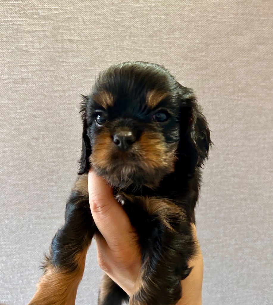 of Beauties the Isle - Chiots disponibles - Cavalier King Charles Spaniel
