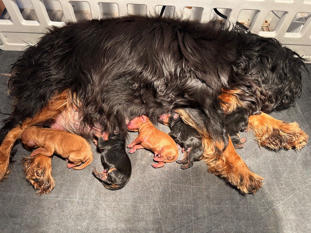 Chiot Cavalier King Charles Spaniel of Beauties the Isle